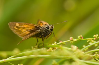 Ochlodes sylvanus