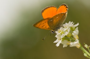 Lycaena virgaureae