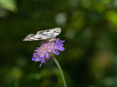 Melanargia galathea eşanlamlı agapetes galathea