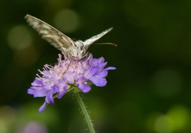 Melanargia galathea eşanlamlı agapetes galathea