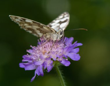 Melanargia galathea eşanlamlı agapetes galathea