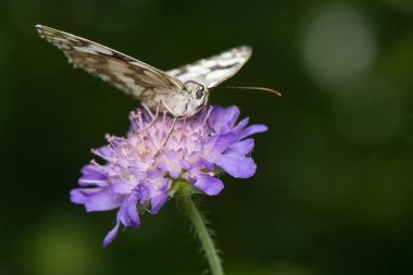 Melanargia galathea eşanlamlı agapetes galathea