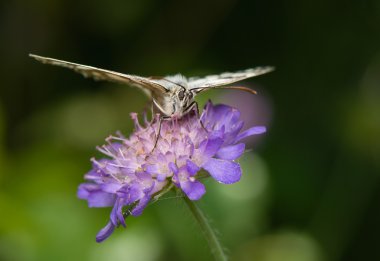 Melanargia galathea eşanlamlı agapetes galathea