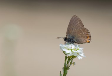 Satyrium ilicis