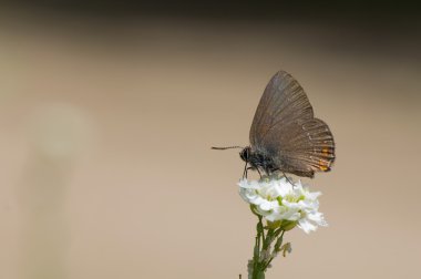 Satyrium ilicis