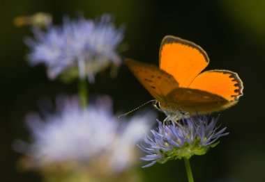 Lycaena virgaureae