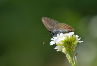 Satyrium ilicis