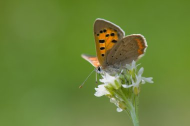 Lycaena phlaeas