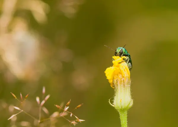 绿色甲虫 — 图库照片