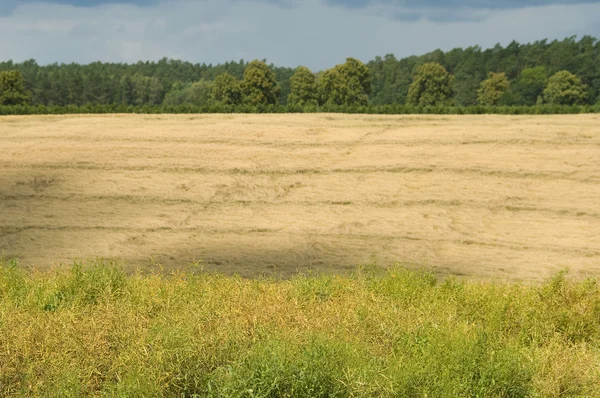 Field landscape — Stock Photo, Image