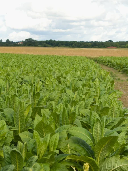 Veld landschap — Stockfoto