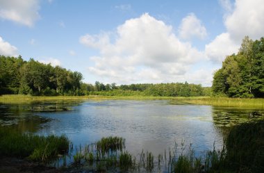 Forest by the lake clipart