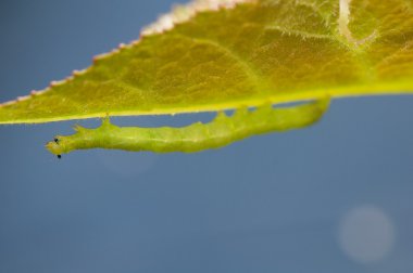 Larva Geometridae