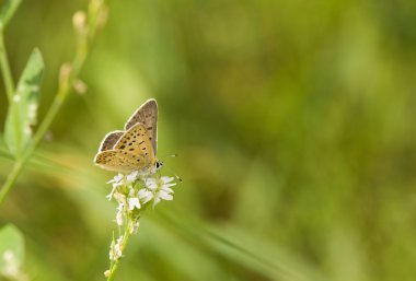 Lycaena tityrus