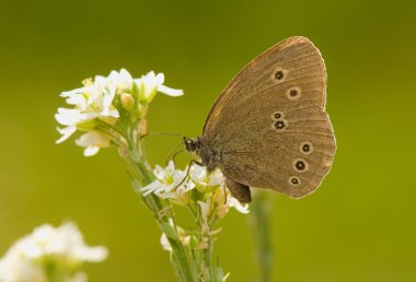 Aphantopus hyperantus