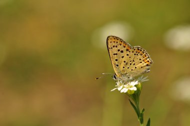 Lycaena tityrus