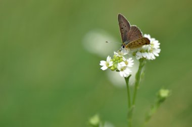 Lycaena tityrus