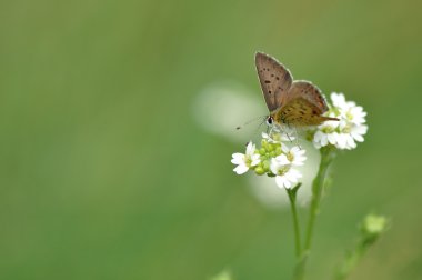 Lycaena tityrus