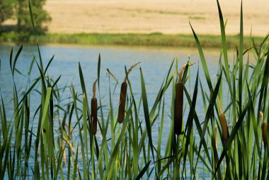 Typha ve göl