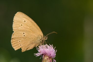 Aphantopus hyperantus