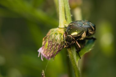 Cetonia aurata