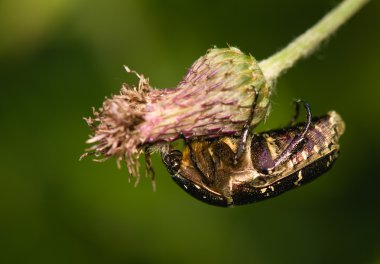 Cetonia aurata