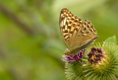 Argynnis paphia