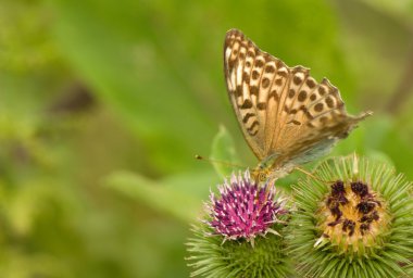 Argynnis paphia