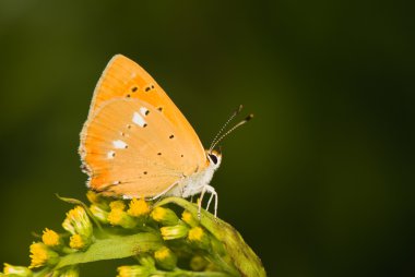 vlinder lycaena virgaureae