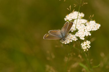 Kelebek lycaena tityrus