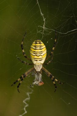 örümcek argiope bruennichi