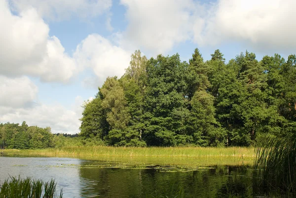 Лес у озера — стоковое фото