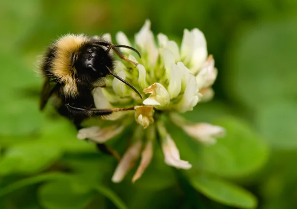 stock image Bumblebee