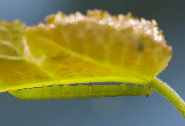 Larva Geometridae — Stock fotografie