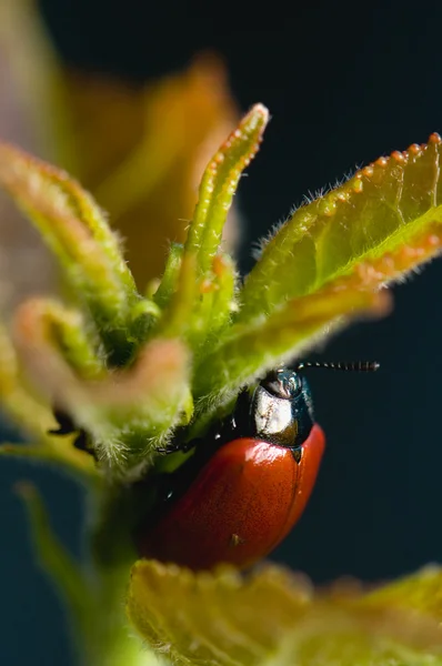 Beetle Melasoma tremulae aspen — Stock Photo, Image