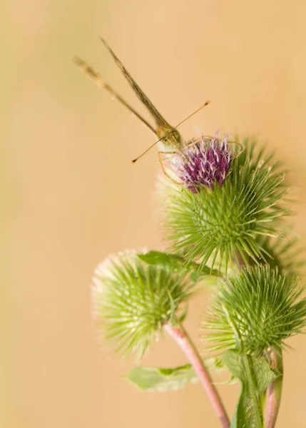 Argynnis paphia — 스톡 사진