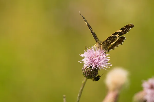 Mariposa Araschnia levana —  Fotos de Stock