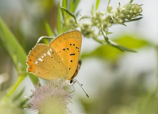 Butterfly Lycaena virgaureae — Stock Photo, Image