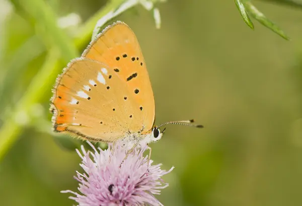 Motýl lycaena virgaureae — Stock fotografie