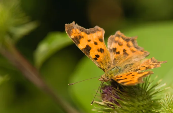 Butterfly Polygonia c-album — Stock Photo, Image