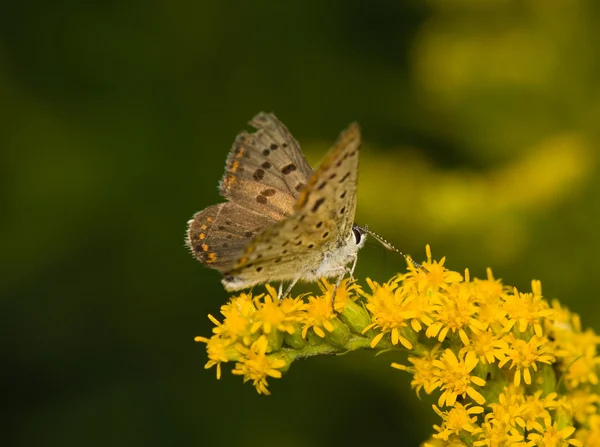Papillon Lycaena tityrus — Photo