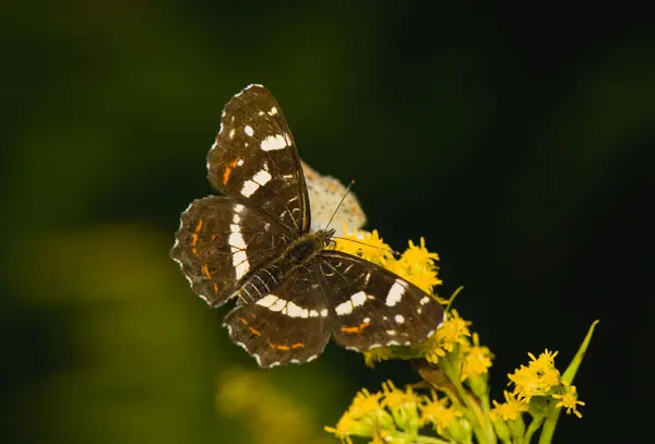 Motyl araschnia levana — Zdjęcie stockowe