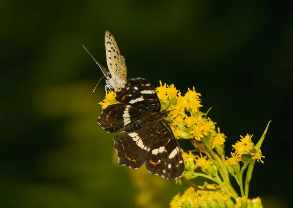 Πεταλούδα araschnia levana — Φωτογραφία Αρχείου