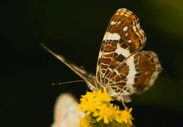 Mariposa Araschnia levana — Foto de Stock
