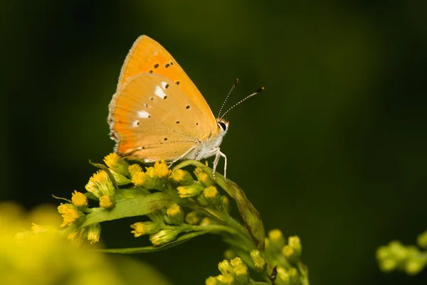 Метелик Lycaena virgaureae — стокове фото