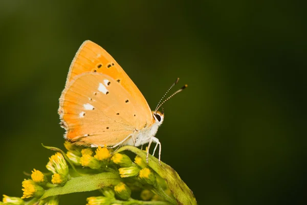 Vlinder lycaena virgaureae — Stok fotoğraf