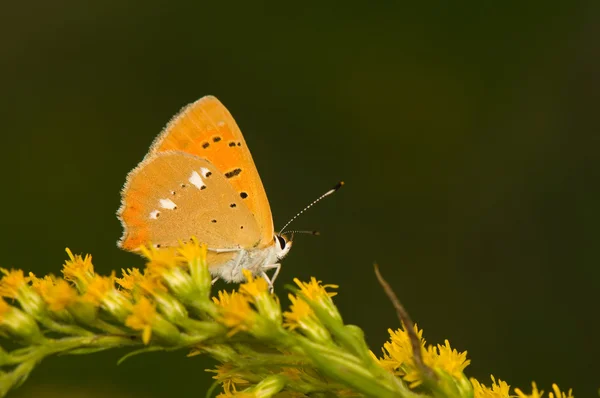 Butterfly Lycaena virgaureae — Stock Photo, Image