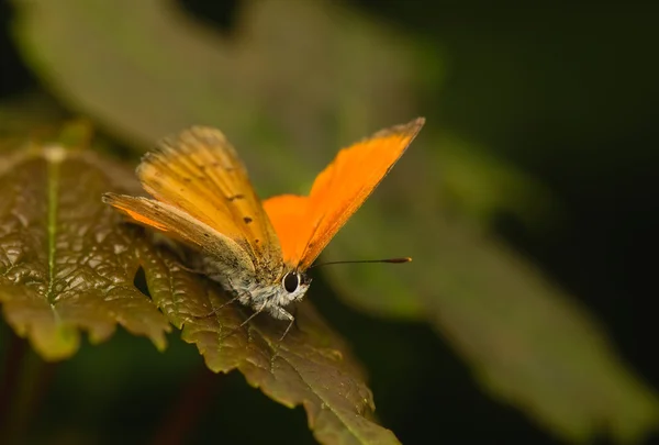 Vlinder lycaena virgaureae — Stok fotoğraf
