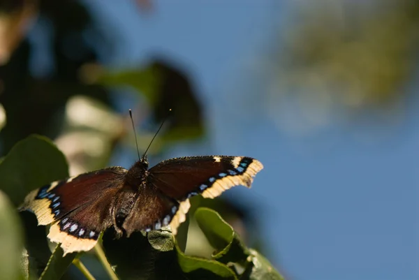 Farfalla ninfale antiopa — Foto Stock