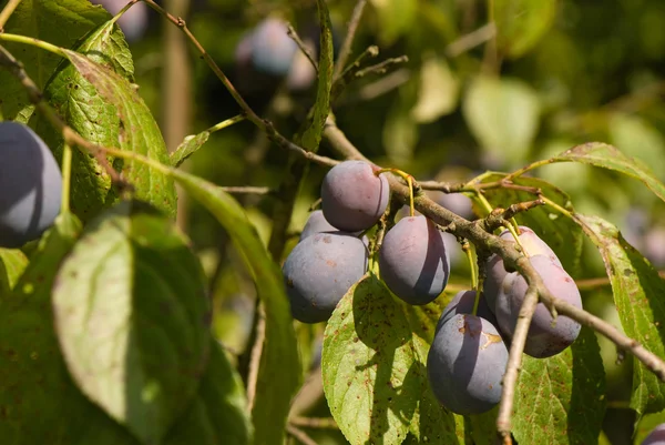 Prune prune — Fotografie, imagine de stoc